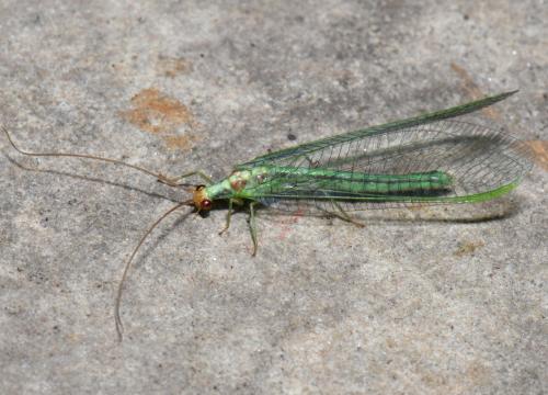 Nineta pallida